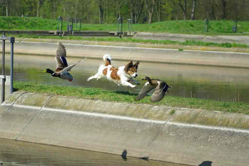 Jagdinstinkt und Hund 1 Jagdinstinkt